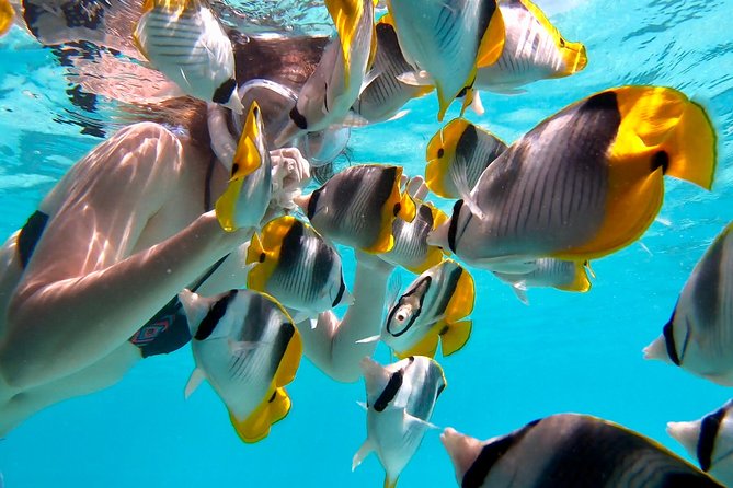 PRIVATE Full Day Tour : Moorea Snorkeling & Sailing on a Catamaran named Taboo - What the crew adds to the experience