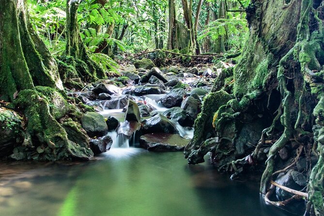 Private Half-Day Hike in the Opunohu Valley in Moorea - Is $668 a fair price for four hours?
