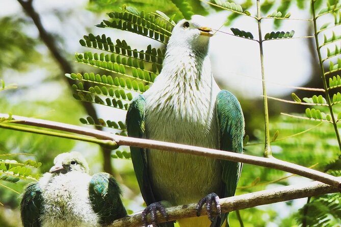 Private Half-Day Hike in the Opunohu Valley in Moorea - Starting at Criobe Moorea and meeting Fabien