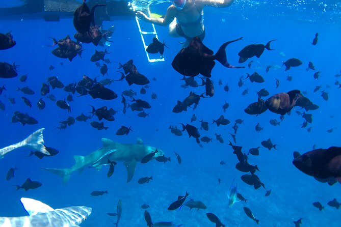 PRIVATE HALF DAY LAGOON TOUR - Bora Bora Cultural Lagoon Tour - A Sandbank Break With Fresh Local Fruit