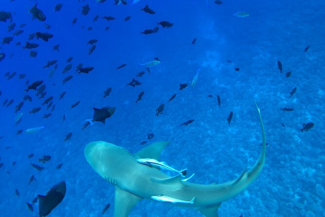 PRIVATE HALF DAY LAGOON TOUR - Bora Bora Cultural Lagoon Tour - What the Private Format Is Worth
