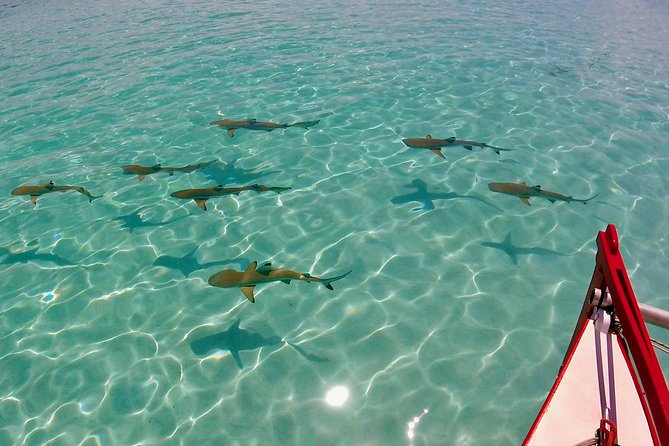 PRIVATE Half Day Tour : Moorea Snorkeling & Sailing on a Catamaran named Taboo - Snorkeling with rays and black-tip reef sharks