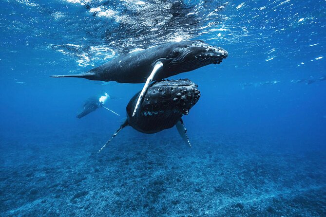 Private Half Day Whale Watching Tour - Why six people changes the whale-watching experience