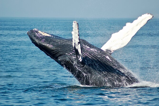 Private Half Day Whale Watching Tour - Searching Moorea’s waters for humpback whales