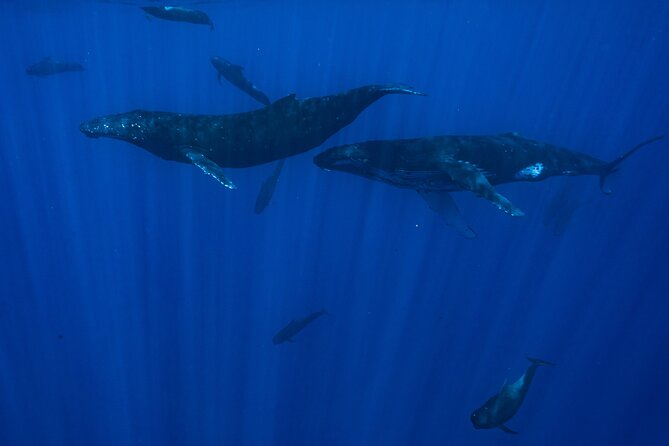 Private Half Day Whale Watching Tour - Snorkeling, fruit, and drinks on board