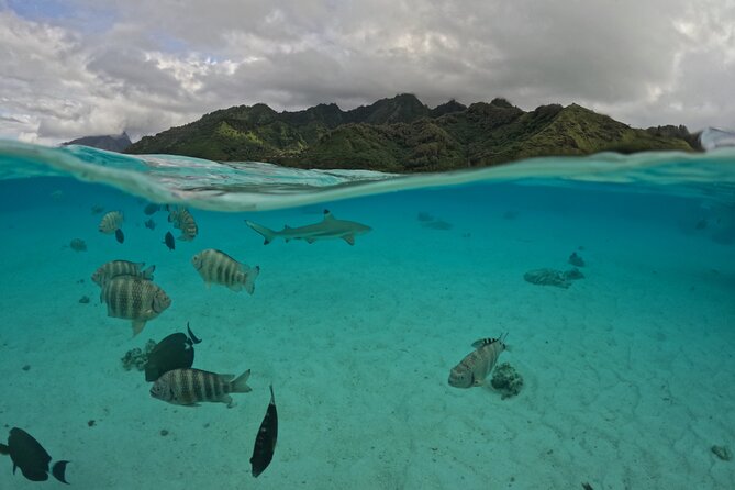 Private Lagoon Exploration and Snorkeling in Moorea - Searching for spinner dolphins near the reef