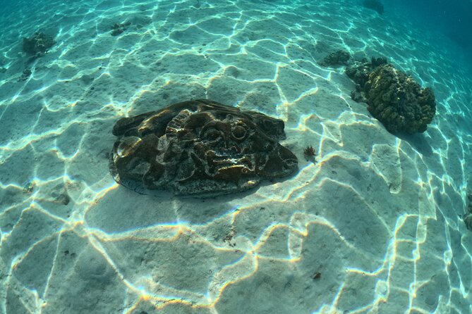 Private Lagoon Exploration and Snorkeling in Moorea - The underwater Tiki viewing stop