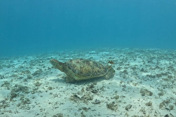 Private Lagoon Exploration and Snorkeling in Moorea - Why the private format affects the value