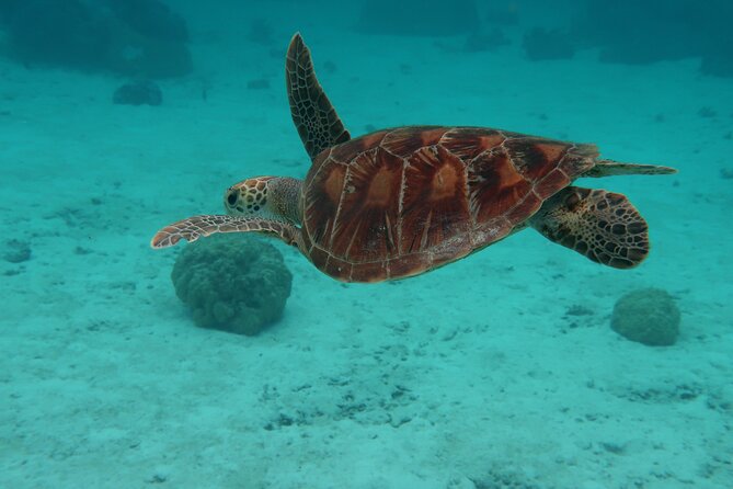 Private lagoon tour (rays, sharks, turtles) by boat in Moorea - Papetoai’s submerged tikis and ray-shark sandbank