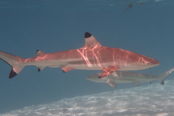 Private lagoon tour (rays, sharks, turtles) by boat in Moorea - What the private format changes