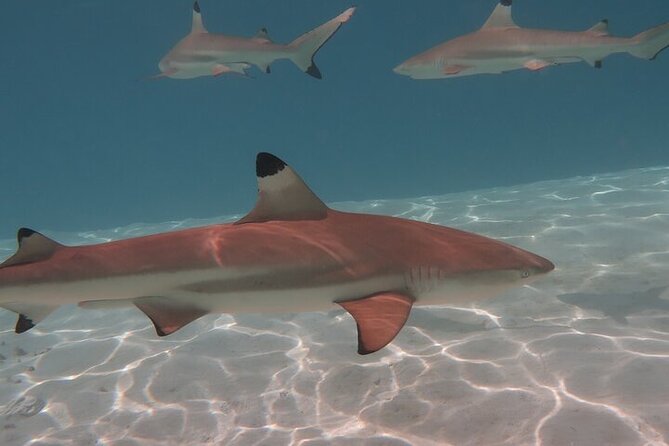 Private lagoon tour (rays, sharks, turtles) by boat in Moorea - Snorkeling gear, swimming, and comfort