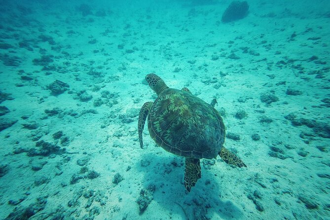 Private Marine Excursion and snorkeling in the lagoon of Moorea - Why a private Moorea boat makes sense