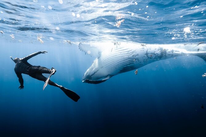 Private Marine Excursion and snorkeling in the lagoon of Moorea - Turtle and leopard ray encounters