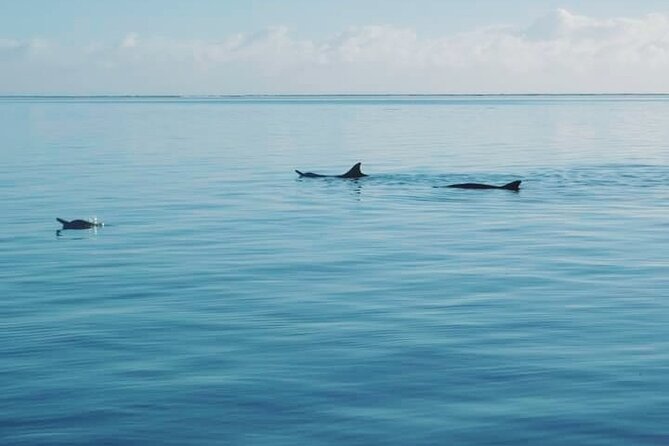 Private Marine Excursion and snorkeling in the lagoon of Moorea - What the guide adds to the experience
