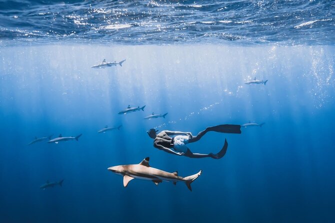 Private Marine Wildlife Adventure with Underwater Photography - What the marine biologist guide adds