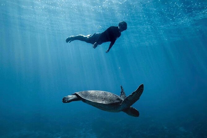 Private Marine Wildlife Adventure with Underwater Photography - Starting at Plage de Tiahura