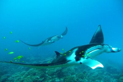 Private Reef Discovery Luxury Dream Day Tour in Bora Bora
