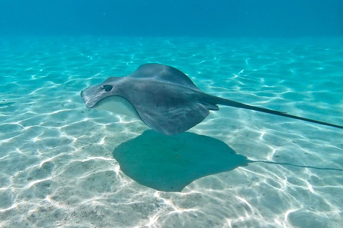 PRIVATE Sunset Tour: Moorea Snorkeling on a Catamaran named Taboo - Is the $848.24 group price good value?
