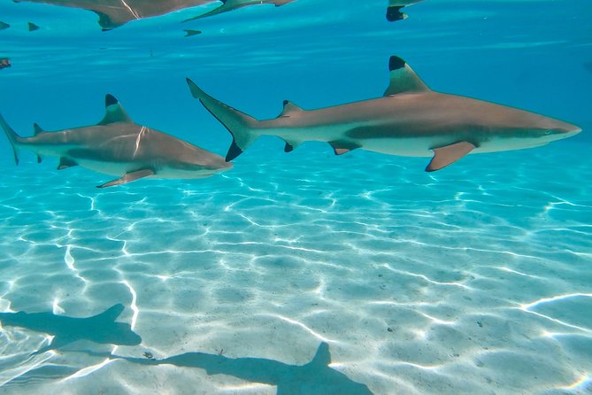 PRIVATE Sunset Tour: Moorea Snorkeling on a Catamaran named Taboo - Boarding Taboo for a private evening on the water