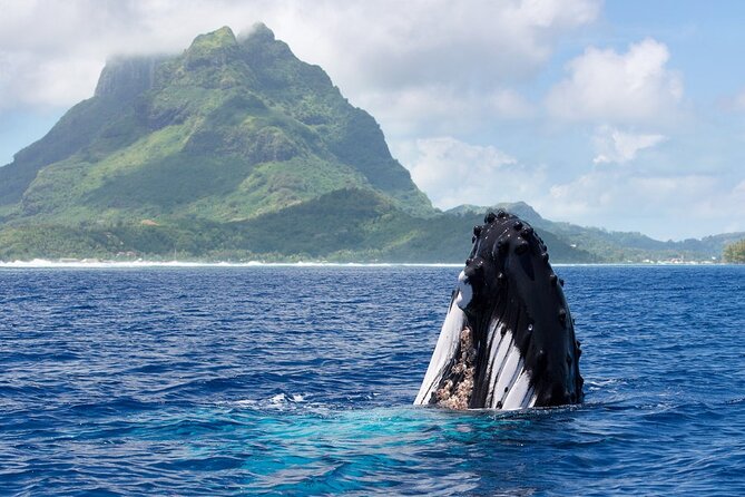 Private Tour: Bora Bora Whale Watching & Swimming Experience - Key Points Before You Book