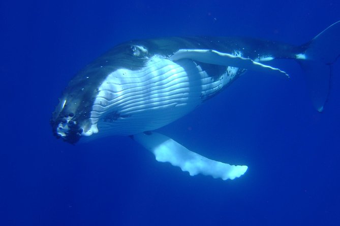 Private Tour: Bora Bora Whale Watching & Swimming Experience - Three Hours on Bora Bora’s Whale Route
