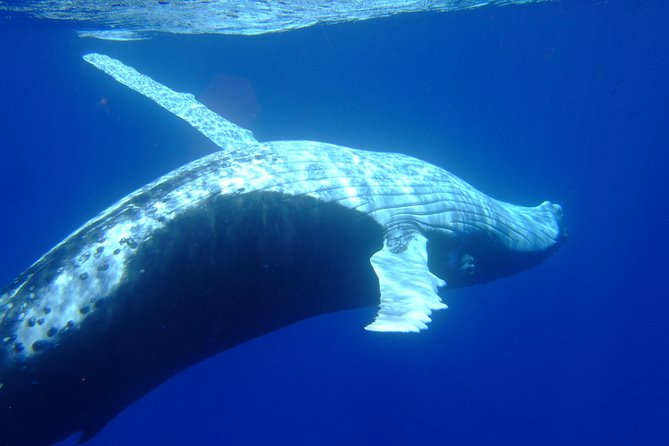 Private Tour: Bora Bora Whale Watching & Swimming Experience - Swimming Near the Whales