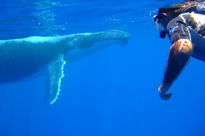 Private Tour: Bora Bora Whale Watching & Swimming Experience - Hotel Pickup, Drinks, and What to Bring