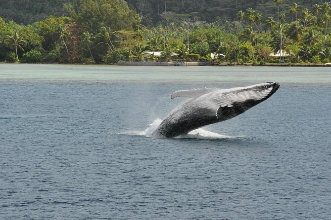 Private Tour: Bora Bora Whale Watching & Swimming Experience - Is $448.55 Per Person a Fair Price?