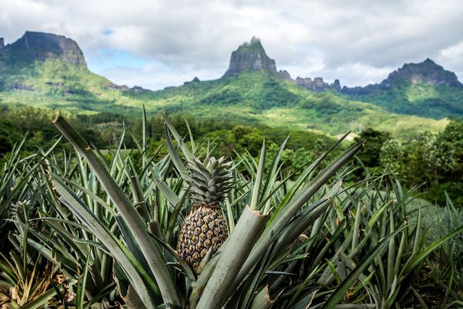 Private Tour Moorea 4WD - Belvedere Pineapple Farm, Magic Mount. - Key things to know before booking