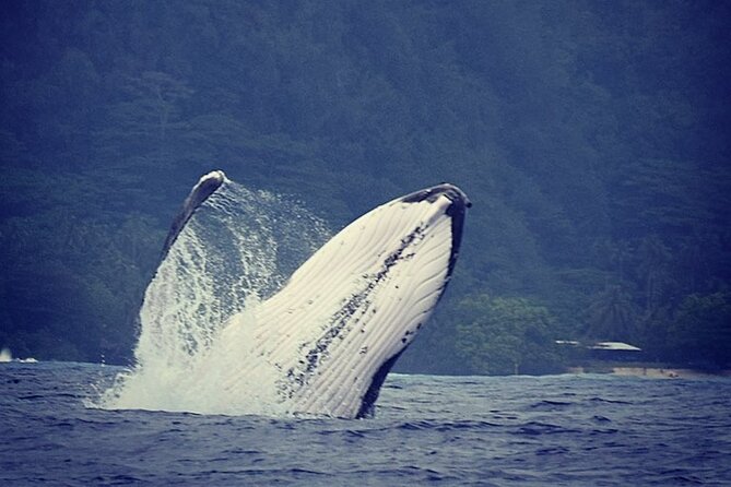 Private tour observing and swimming with humpback whales in Moorea - Meeting Mana’hau in Maharepa