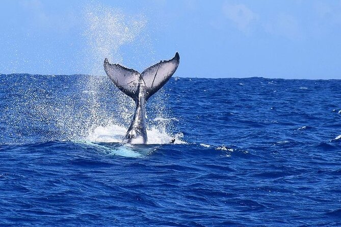 Private tour observing and swimming with humpback whales in Moorea - What the four-hour format really gives you