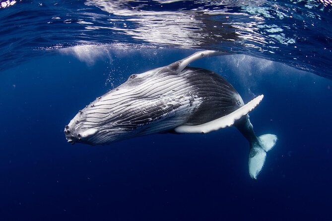 Private tour observing and swimming with humpback whales in Moorea - Rays, sharks, turtles, and the subwin board