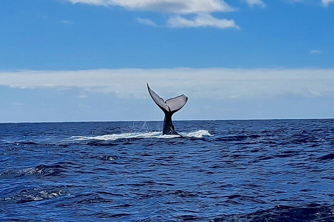 Private tour whale watching and snorkeling in Moorea - The optional whale snorkeling session