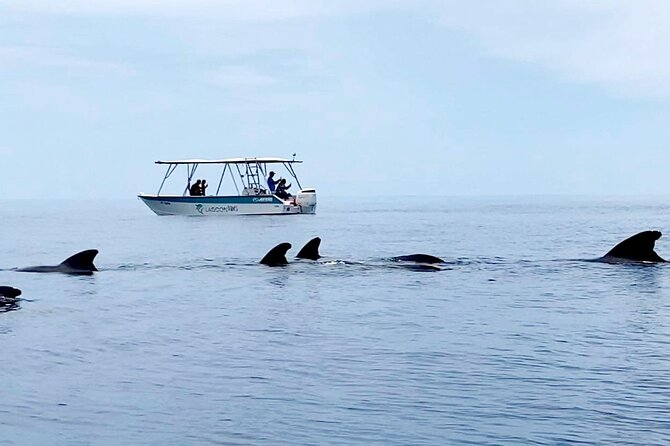 Private tour whale watching and snorkeling in Moorea - Safety and animal welfare come first