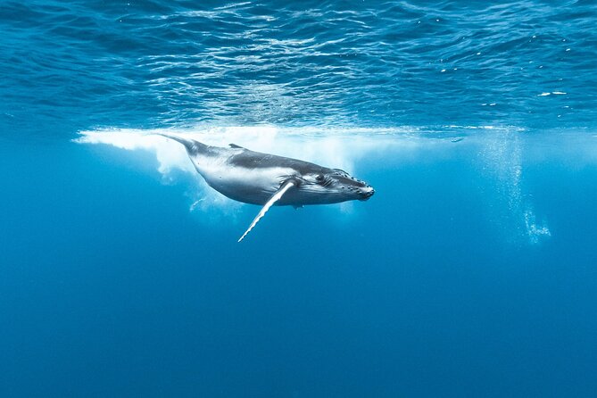 Private tour whale watching and snorkeling in Moorea - What the private price really buys you