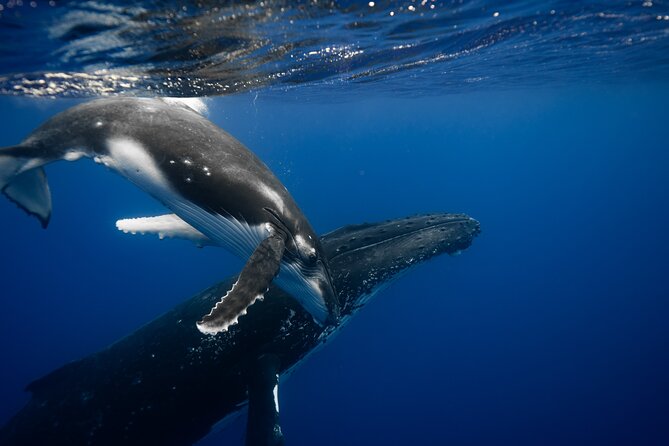 Private tour whale watching and snorkeling in Moorea - Watching humpbacks from the boat