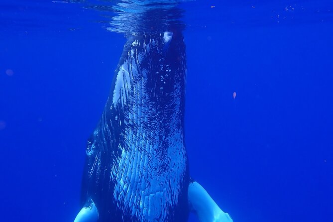 Private Tour Whale Watching Half Day Tour - A private search for humpback whales