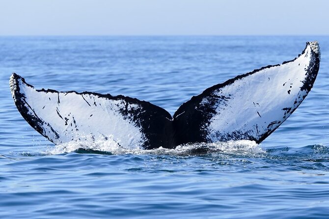 Private Tour Whale Watching Half Day Tour - Booking, weather, and cancellation details