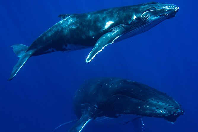 Private Whale Watching Adventure in Mo'orea - A whale morning that begins at Tiahura Beach