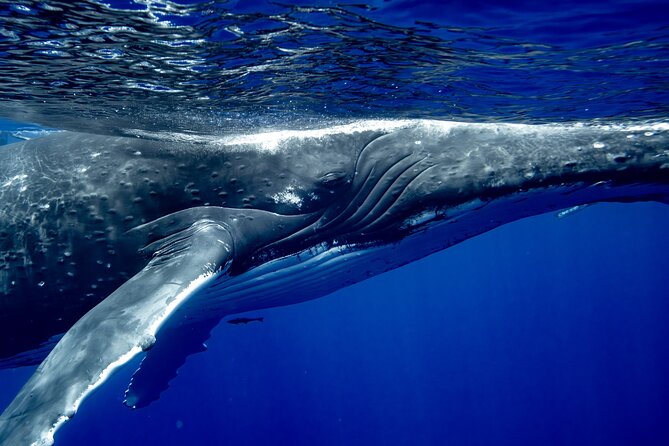Private Whale Watching Adventure in Mo'orea - Why a private group changes the outing