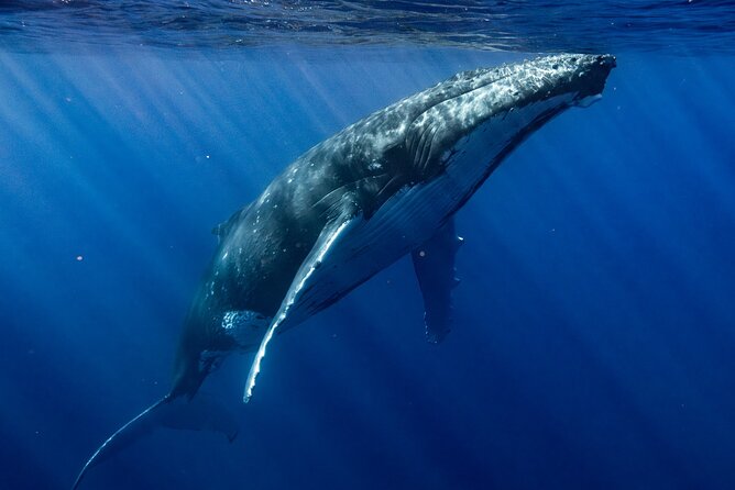 Private Whale Watching Adventure in Mo'orea - What is included, and what you should pack