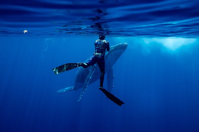 Private Whale Watching Adventure in Mo'orea - Searching Mooreas breeding waters