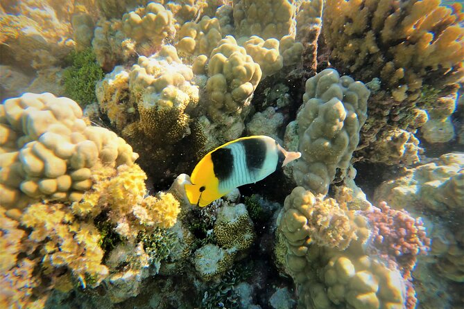 Raiatea-Tahaa Snorkeling in our beautiful Coral Garden - The Coral Garden Is the Main Event