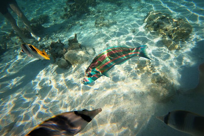 Raiatea-Tahaa Snorkeling in our beautiful Coral Garden - What You See Underwater