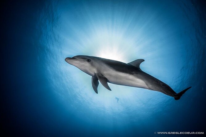 Rangiroa 2-tank Certified Scuba Dive - Why Rangiroa works so well for underwater exploring