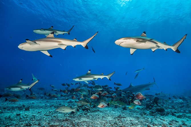 Rangiroa 2-tank Certified Scuba Dive - Flight timing, weather, and cancellation rules