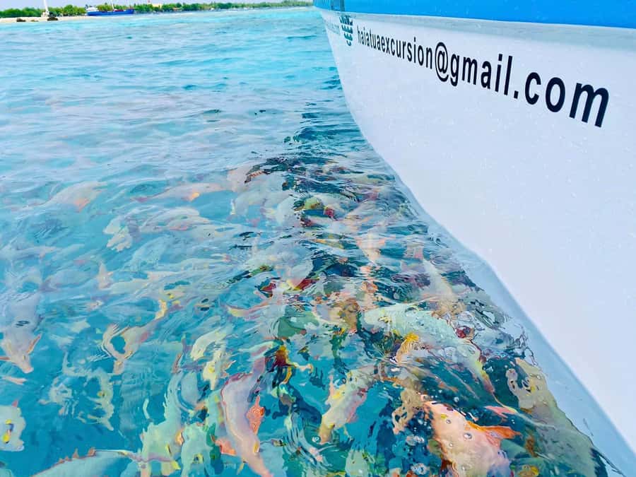 Rangiroa: Blue Lagoon Tiputa Pass Coral Garden Island Birds - Key points to know before you book