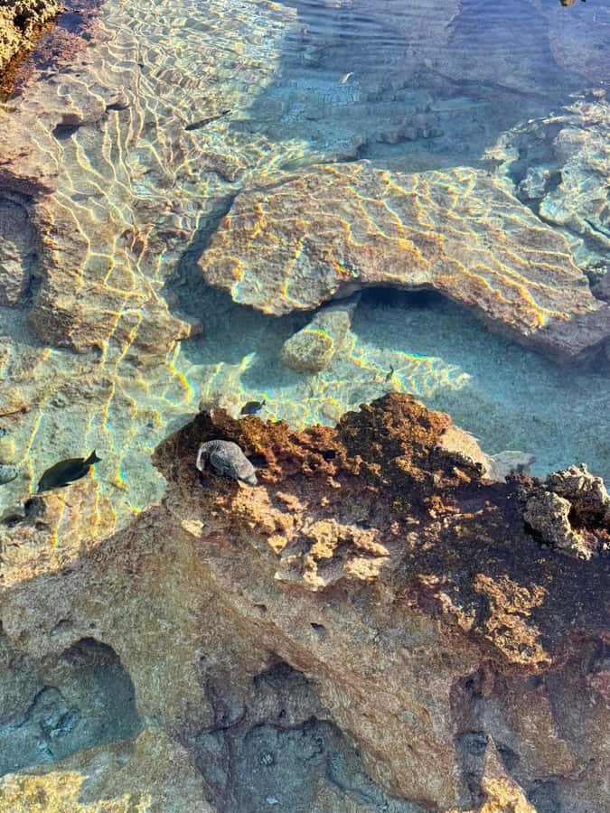 Rangiroa: Blue Lagoon Tiputa Pass Coral Garden Island Birds - Lunch with coconut crab and ukulele music