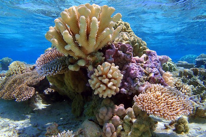 Reef Discovery Half Day Group Signature Tour - Why this half-day tour works so well in Bora Bora