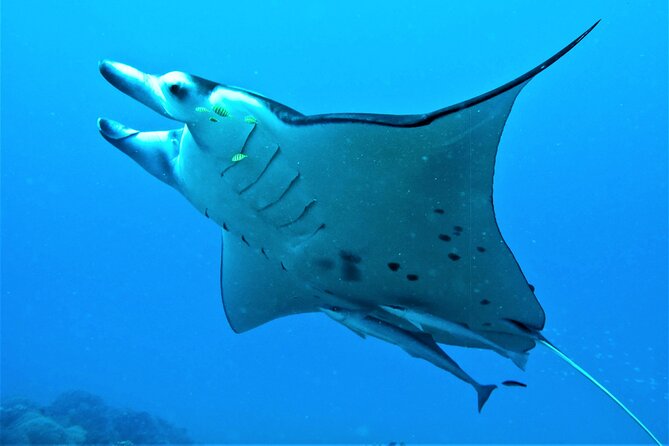Reef Discovery Half Day Group Signature Tour - Coral gardens reward slow snorkeling